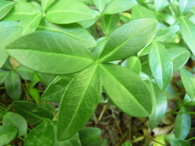 Feuilles opposées coriaces de couleur vert foncé. Ovales-elliptiques, elles sont rétrécies aux 2 bouts. Agrandir dans une nouvelle fenêtre (ou onglet)